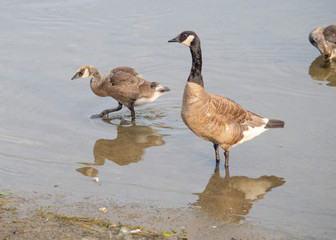 Goose Guidance