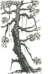 Chinese pine. Japanese watercolor. Indian ink illustration of tree in style sumi-e, go-hua,  u-sin for tattoo. Oriental traditional painting.  Isolated on the white background..