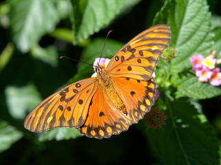 Fototapeta na wymiar A butterfly at the Botanical Garden, Cordoba, Argentina.