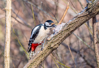 Woodpecker close up, winter season, eating fat with grains
