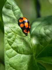 A beetle at the Botanical Garden, Cordoba, Argentina.