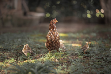 hen and chicks