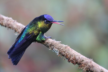 Colibri