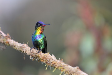 Colibri