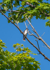 Gray Jay