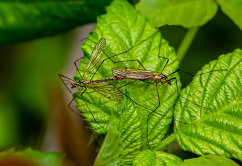 Two snakes mate on a green leaf.