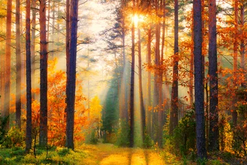 Wall murals Forest Forest landscape