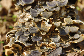Non eatable mushrooms grows on tree in forest