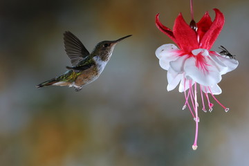 Colibri