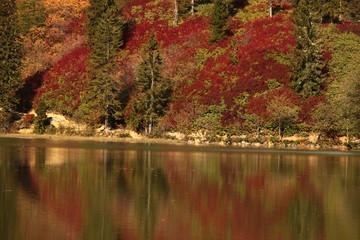 Autumn forest nature. Vivid morning in colorful forest with sun rays through branches of trees. Scenery of nature with sunlight.savsat/ARTVİN/TURKEY