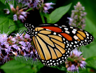 Monarch Butterfly