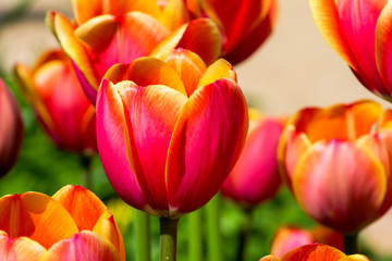 Beautiful red and yellow tulips