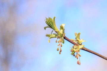 Close-up photo of spring young fresh leaves on tree branches with buds, soft focus and blur background. Concept of new life.