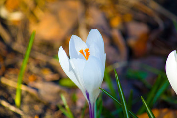 Krokus