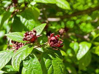 Sweetshrub (Calycanthus floridus).