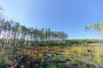 A field with grass that started to turn yellow and woods.