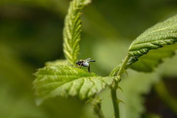 A fly sits in the middle of the leaves and raises its tail upwards.