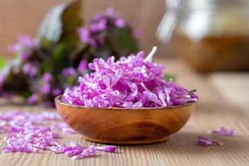 Obraz na płótnie Canvas Fresh purple dead-nettle flowers in a bowl