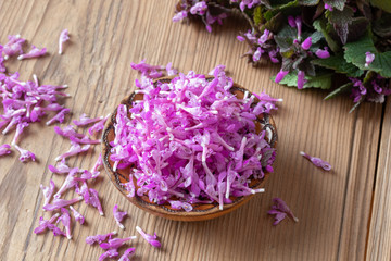 Fototapeta na wymiar Fresh purple dead-nettle flowers in a bowl