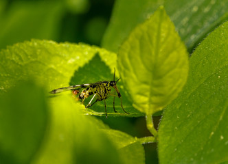 A male Skoprpion fly (latin Panorpa communis) sits between green leaves.