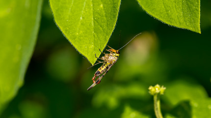 A scorpion fly hangs on a green leaf.