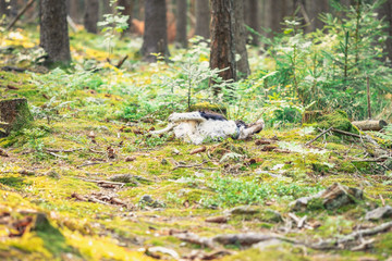 Lazy and crazy dog roll on the ground in the forest.
