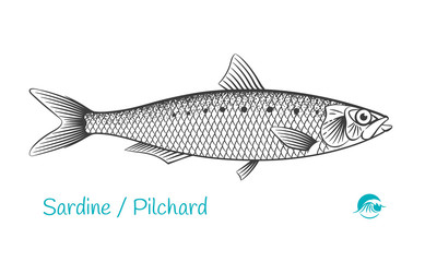Pilchard hand-drawn illustration