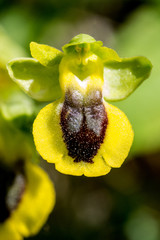 ophrys