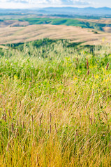 Agriculture fields in Tuscany with a scenic view
