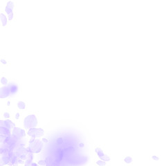 Obraz na płótnie Canvas Violet flower petals falling down. Exceptional rom