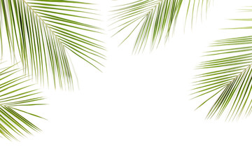 Tropical green palm leaves on white background. Flat lay, top view
