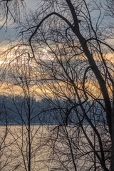 colorful spring bushes in latvian countryside