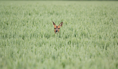ROE DEER IN CROPS