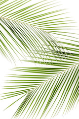 Tropical green palm leaves on white background. Flat lay, top view