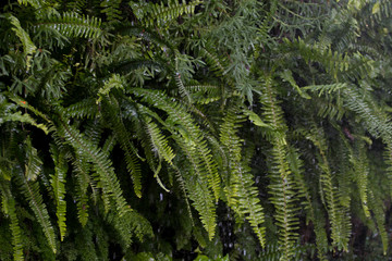 Fototapeta na wymiar Wet ferns under the rain in garden