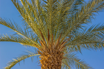 Fototapeta na wymiar sunny landscape of summer vivid colorful weather time palm tree plant on blue sky background