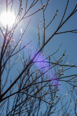 colorful spring bushes in latvian countryside