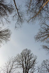 colorful spring bushes in latvian countryside