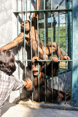 Monkeys in a cage holding a girl's hand.