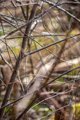 colorful spring bushes in latvian countryside