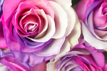 background of multicolor roses. Purple, purple, cream, pink colors.