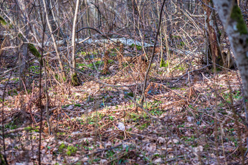 colorful spring bushes in latvian countryside