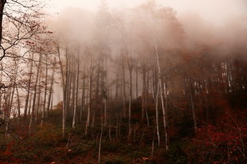 Autumn forest nature. Vivid morning in colorful forest with sun rays through branches of trees. Scenery of nature with sunlight.savsat/ARTVİN/TURKEY