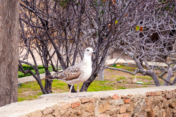A young silver big gull, Larus argentatus, in a park in the fortress Gibralfaro in the Spanish city...