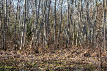 colorful spring bushes in latvian countryside