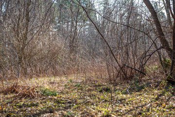 colorful spring bushes in latvian countryside