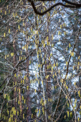colorful spring bushes in latvian countryside