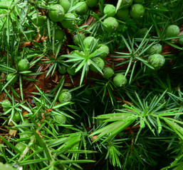  green medicinal juniper with berries close up