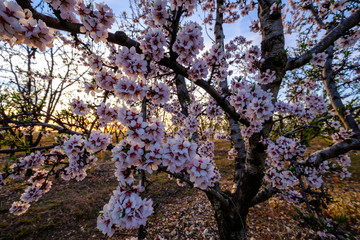 Amandiers en fleurs, coucher de soleil. Provence, France.	