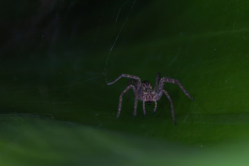 Macro photo of a spider hidden in the foliage, photographed in Minas Gerais, Brasil.